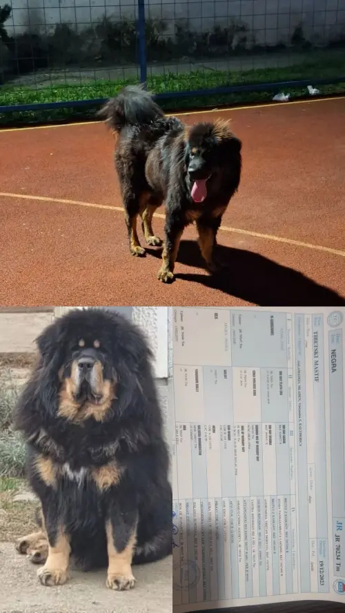 Cene i oglasi na pijacama