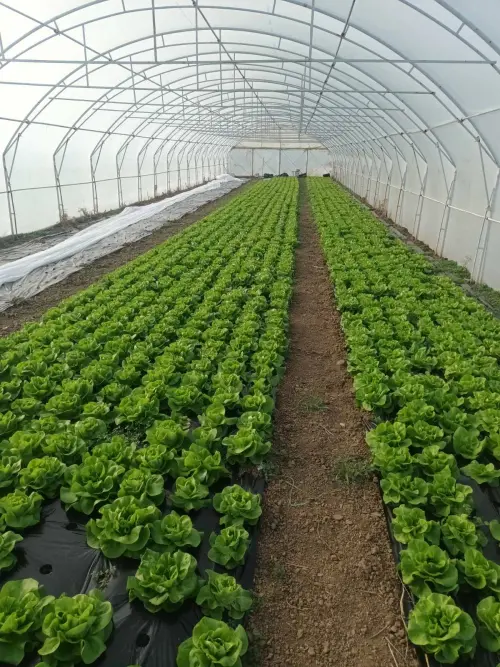 Cene i oglasi na pijacama