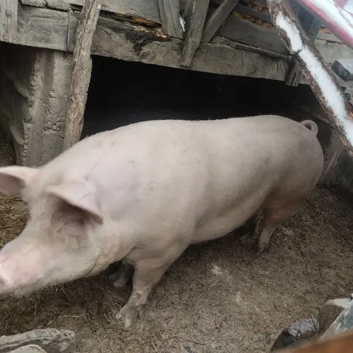 Cene i oglasi na pijacama