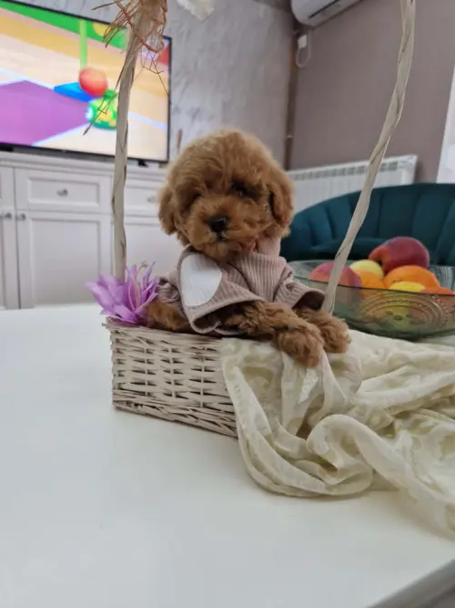 Cene i oglasi na pijacama