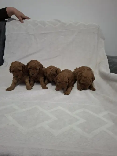 Cene i oglasi na pijacama