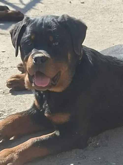 Cene i oglasi na pijacama