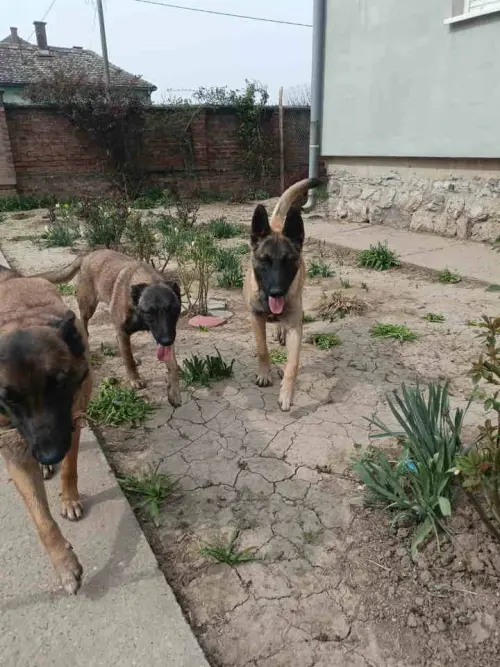 Cene i oglasi na pijacama