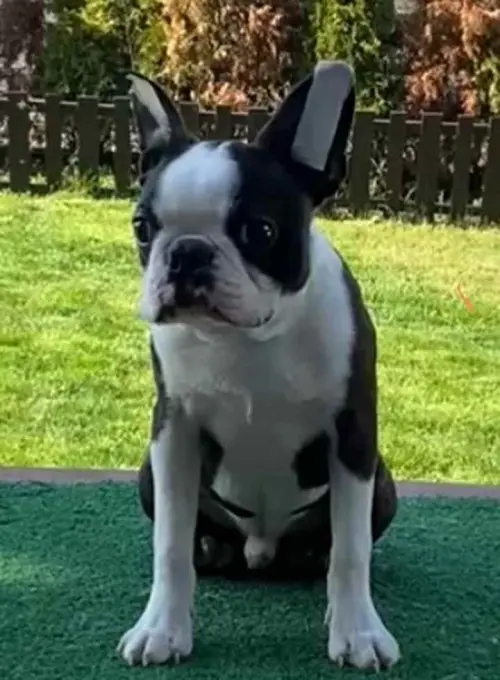 Cene i oglasi na pijacama