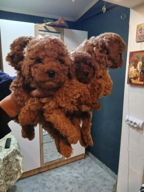 Cene i oglasi na pijacama