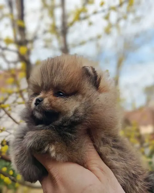 Cene i oglasi na pijacama
