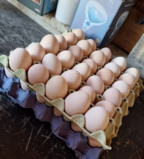 Cene i oglasi na pijacama