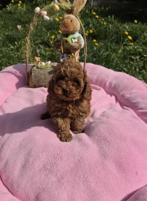 Cene i oglasi na pijacama