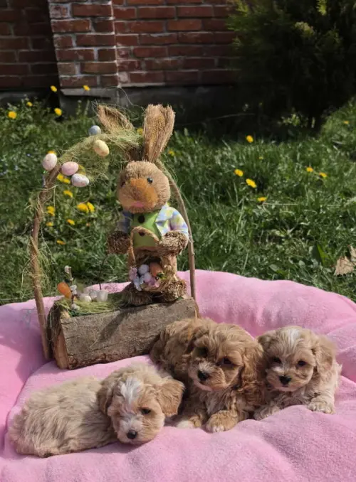 Cene i oglasi na pijacama