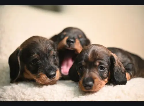 Cene i oglasi na pijacama