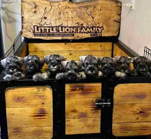 Cene i oglasi na pijacama