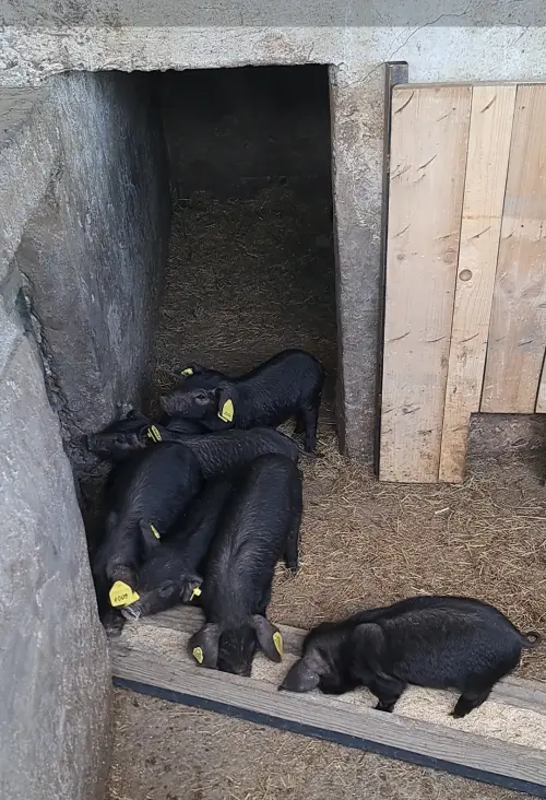 Cene i oglasi na pijacama