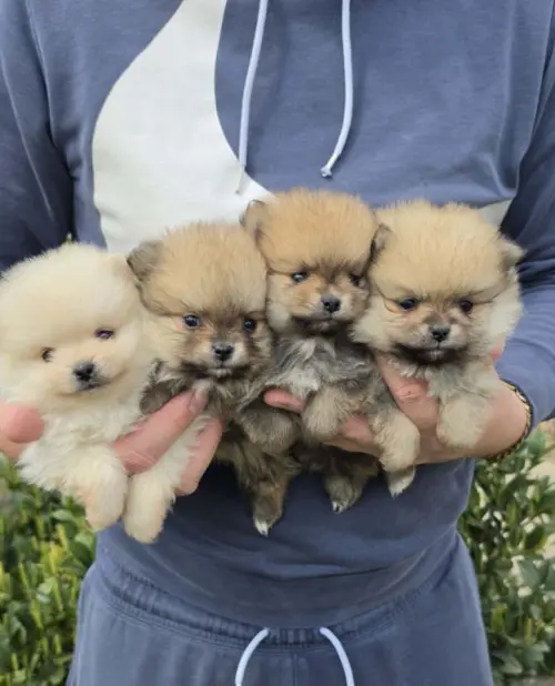 Cene i oglasi na pijacama