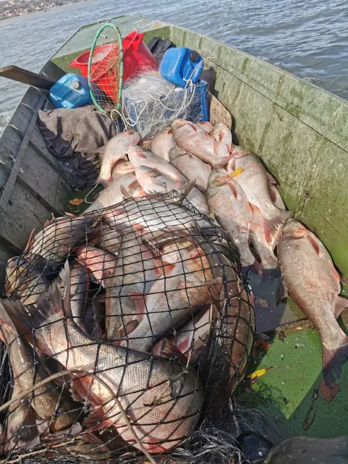 Cene i oglasi na pijacama