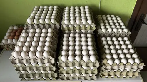 Cene i oglasi na pijacama