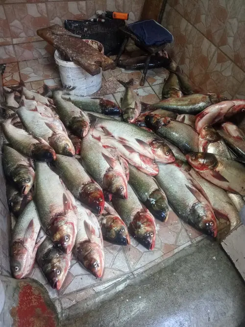 Cene i oglasi na pijacama