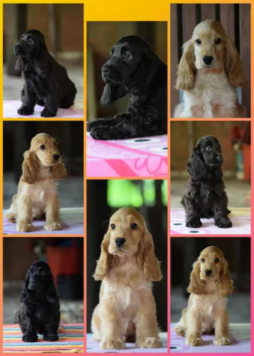 Cene i oglasi na pijacama