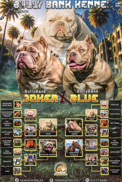 Cene i oglasi na pijacama