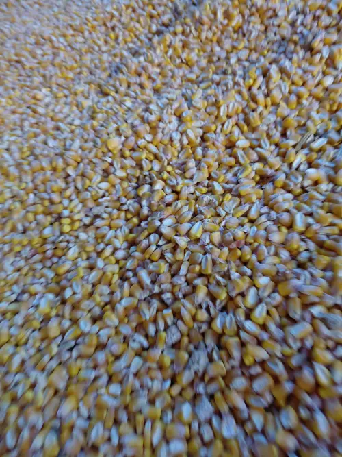 Cene i oglasi na pijacama