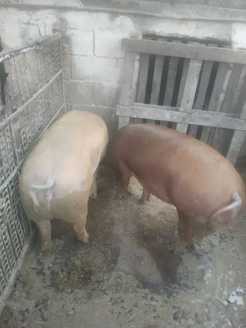 Cene i oglasi na pijacama