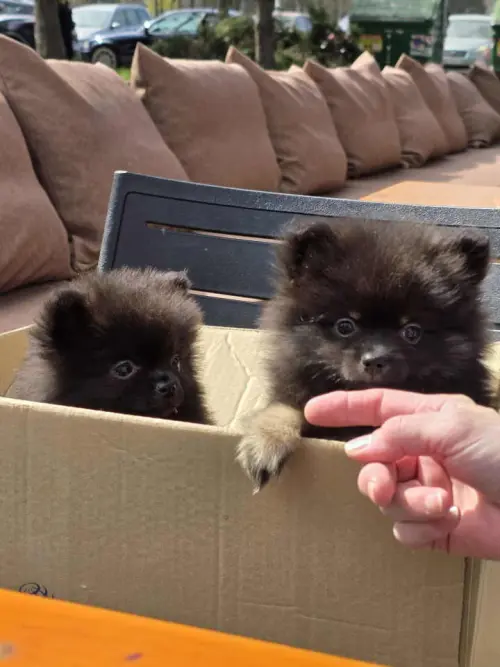 Cene i oglasi na pijacama