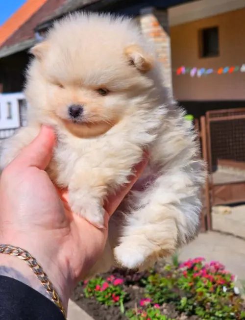 Cene i oglasi na pijacama