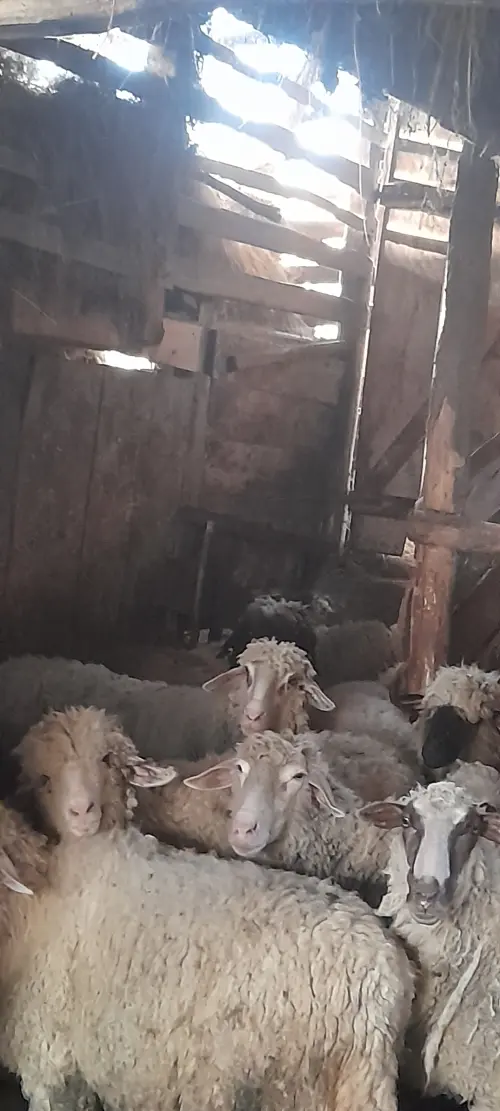 Cene i oglasi na pijacama