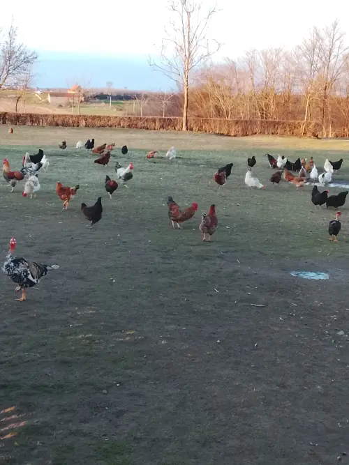 Cene i oglasi na pijacama