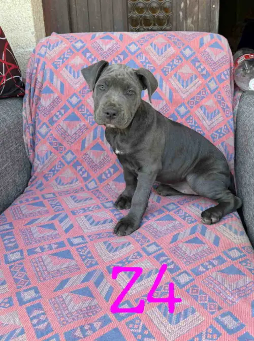 Cene i oglasi na pijacama