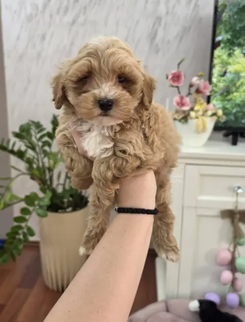 Cene i oglasi na pijacama