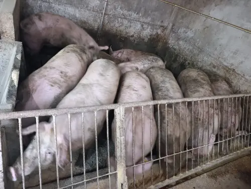 Cene i oglasi na pijacama