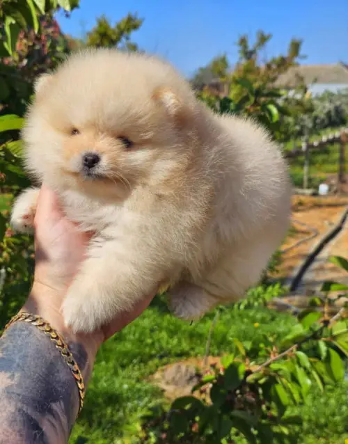 Cene i oglasi na pijacama