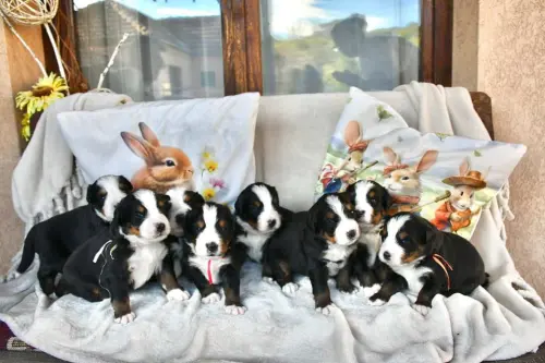 Cene i oglasi na pijacama