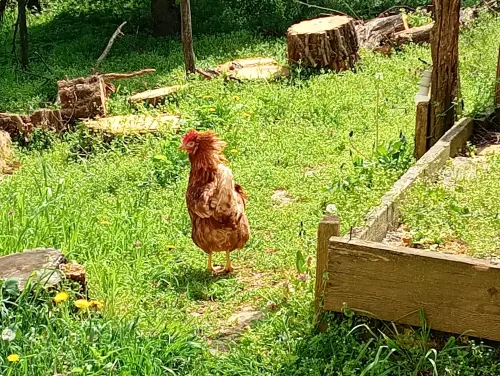 Cene i oglasi na pijacama