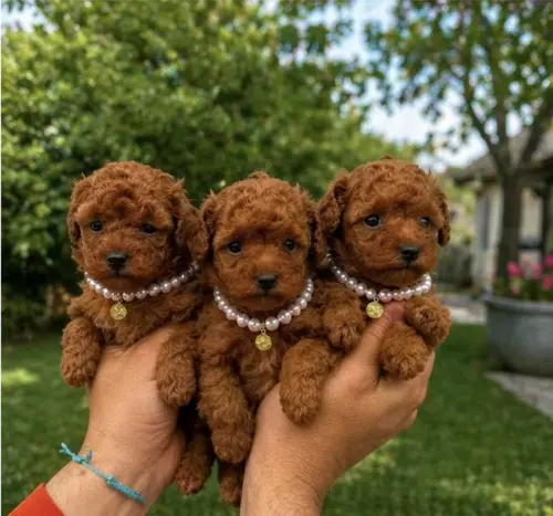 Cene i oglasi na pijacama