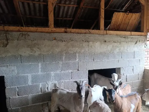 Cene i oglasi na pijacama