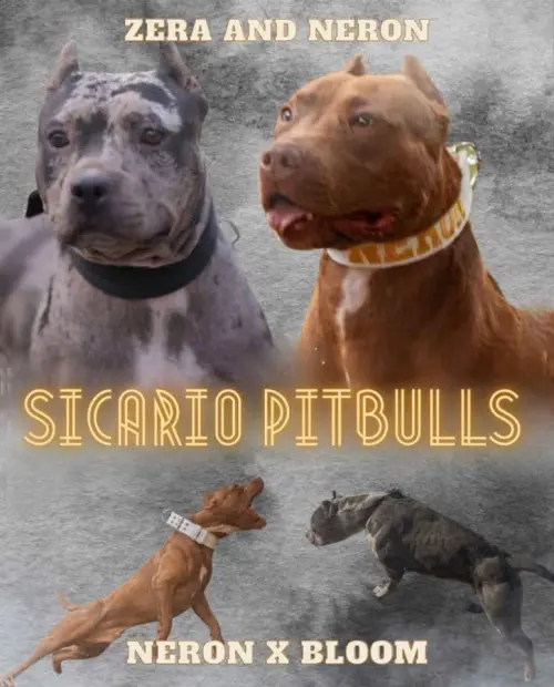 Cene i oglasi na pijacama