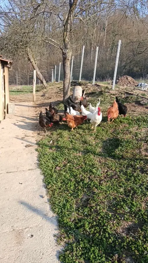 Cene i oglasi na pijacama