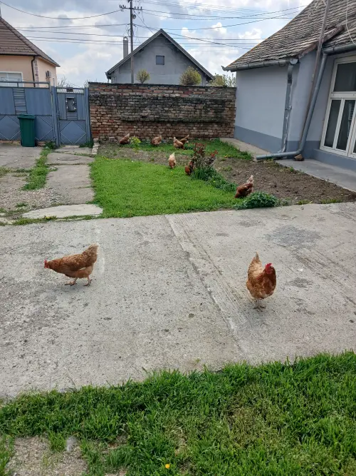 Cene i oglasi na pijacama