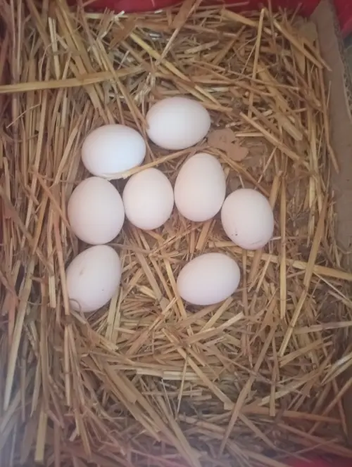 Cene i oglasi na pijacama