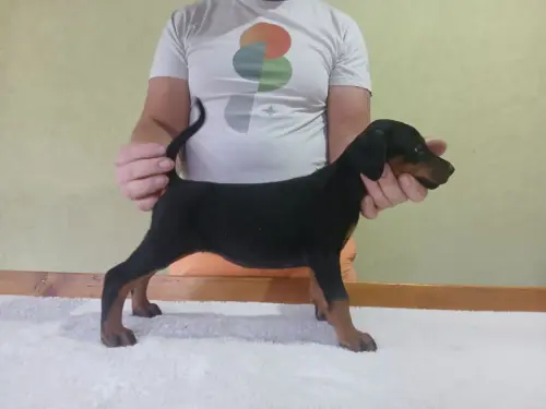 Cene i oglasi na pijacama