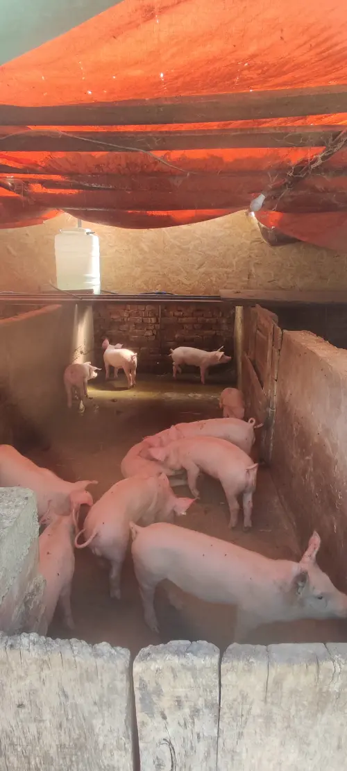 Cene i oglasi na pijacama