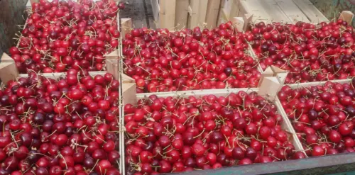 Cene i oglasi na pijacama