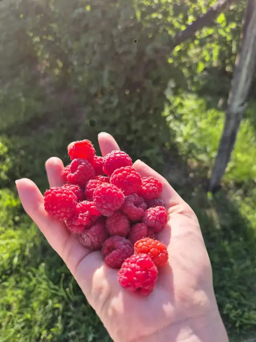 Cene i oglasi na pijacama
