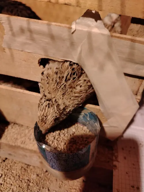 Cene i oglasi na pijacama