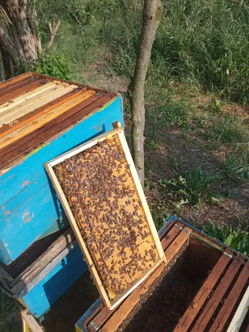 Cene i oglasi na pijacama