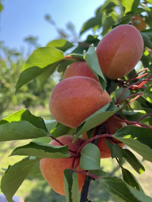 Cene i oglasi na pijacama