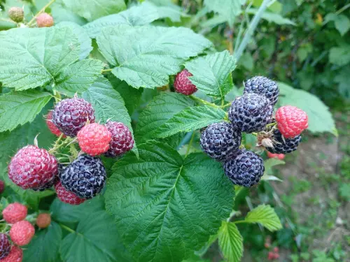 Cene i oglasi na pijacama