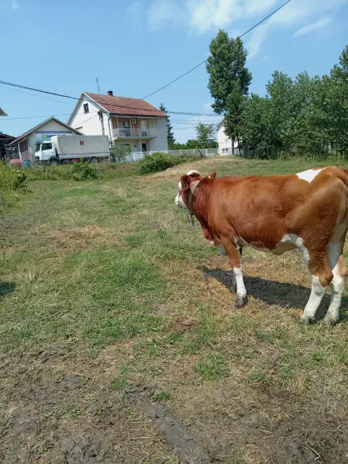 Cene i oglasi na pijacama