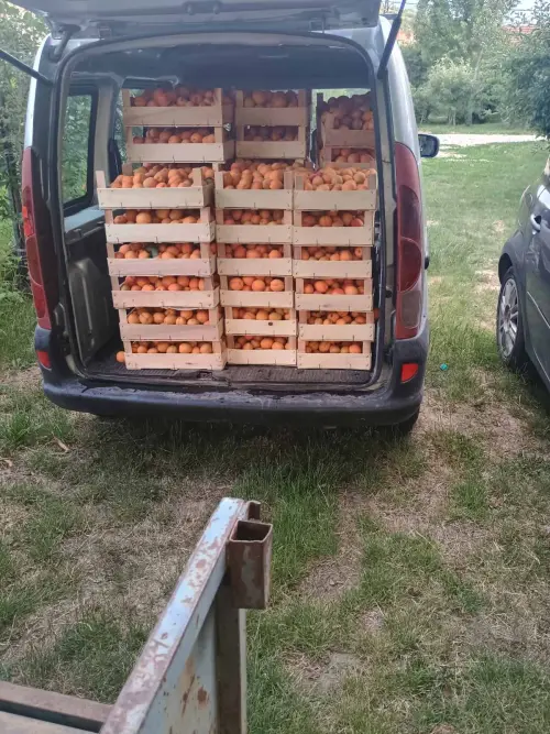 Cene i oglasi na pijacama